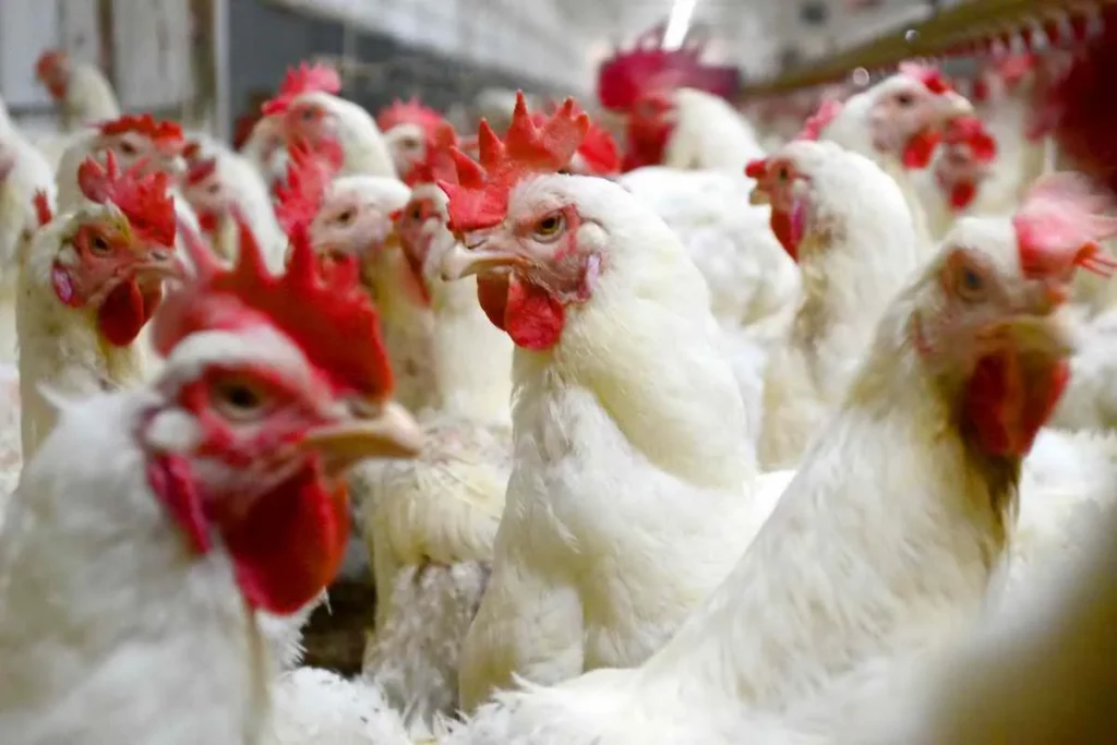 Robins Eks Roditeljsko Jato 02