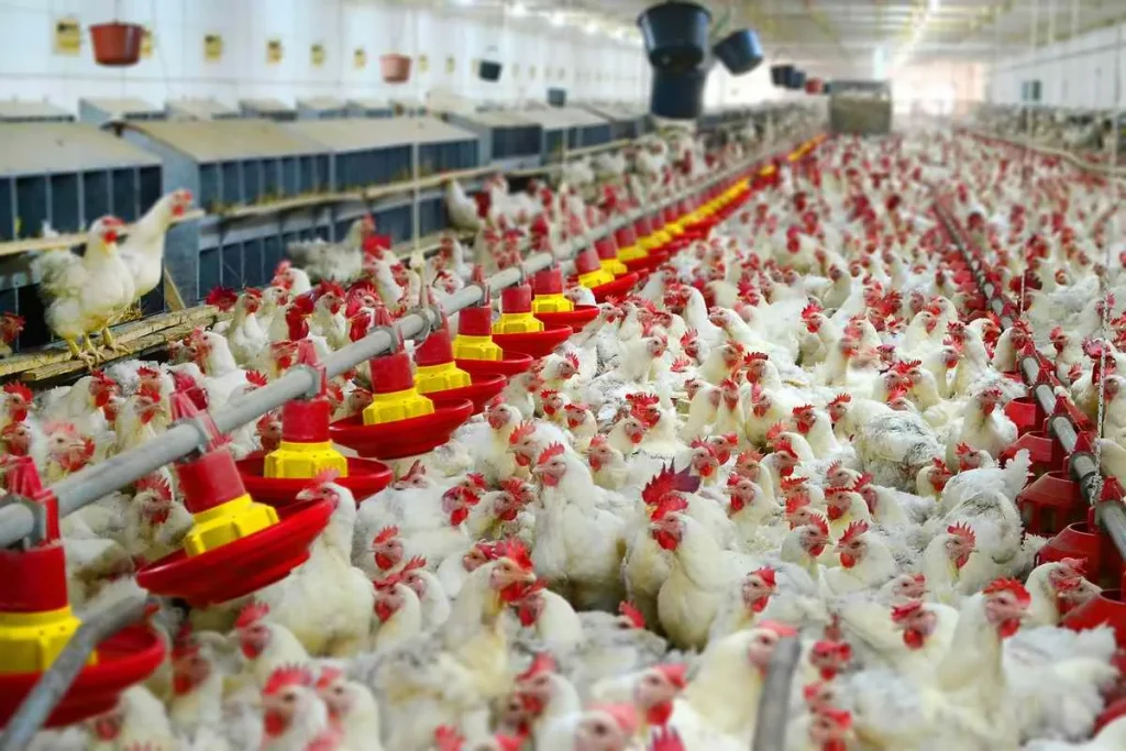 Robins Eks Roditeljsko Jato 12