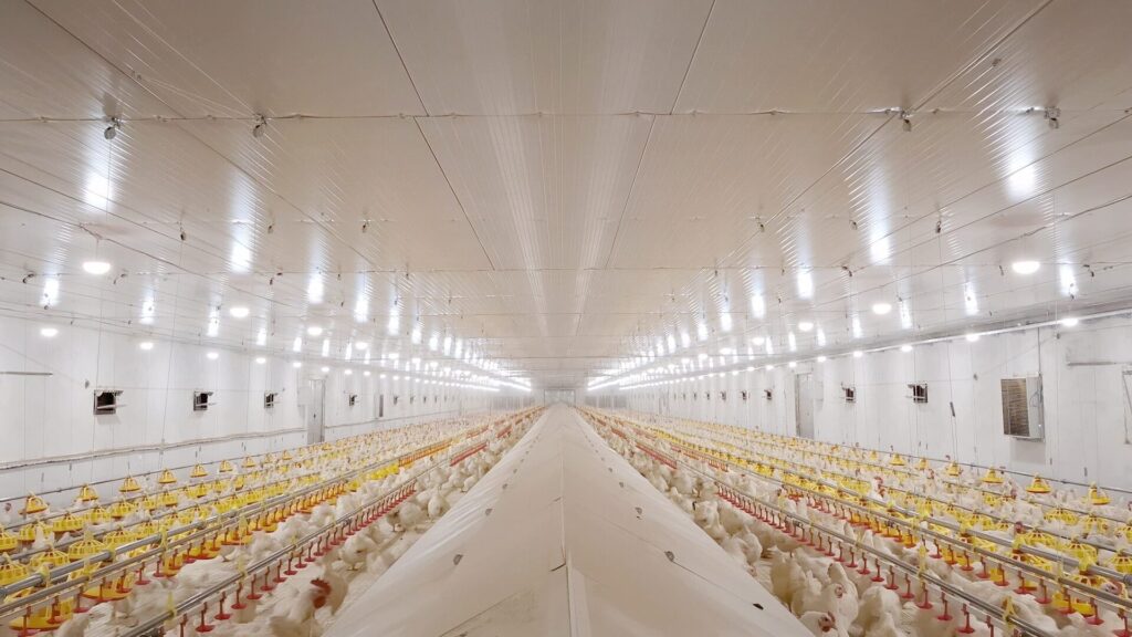 Robins Uzgoj živine I Proizvodnja Jednodnevnih Tovnih Pilica 09