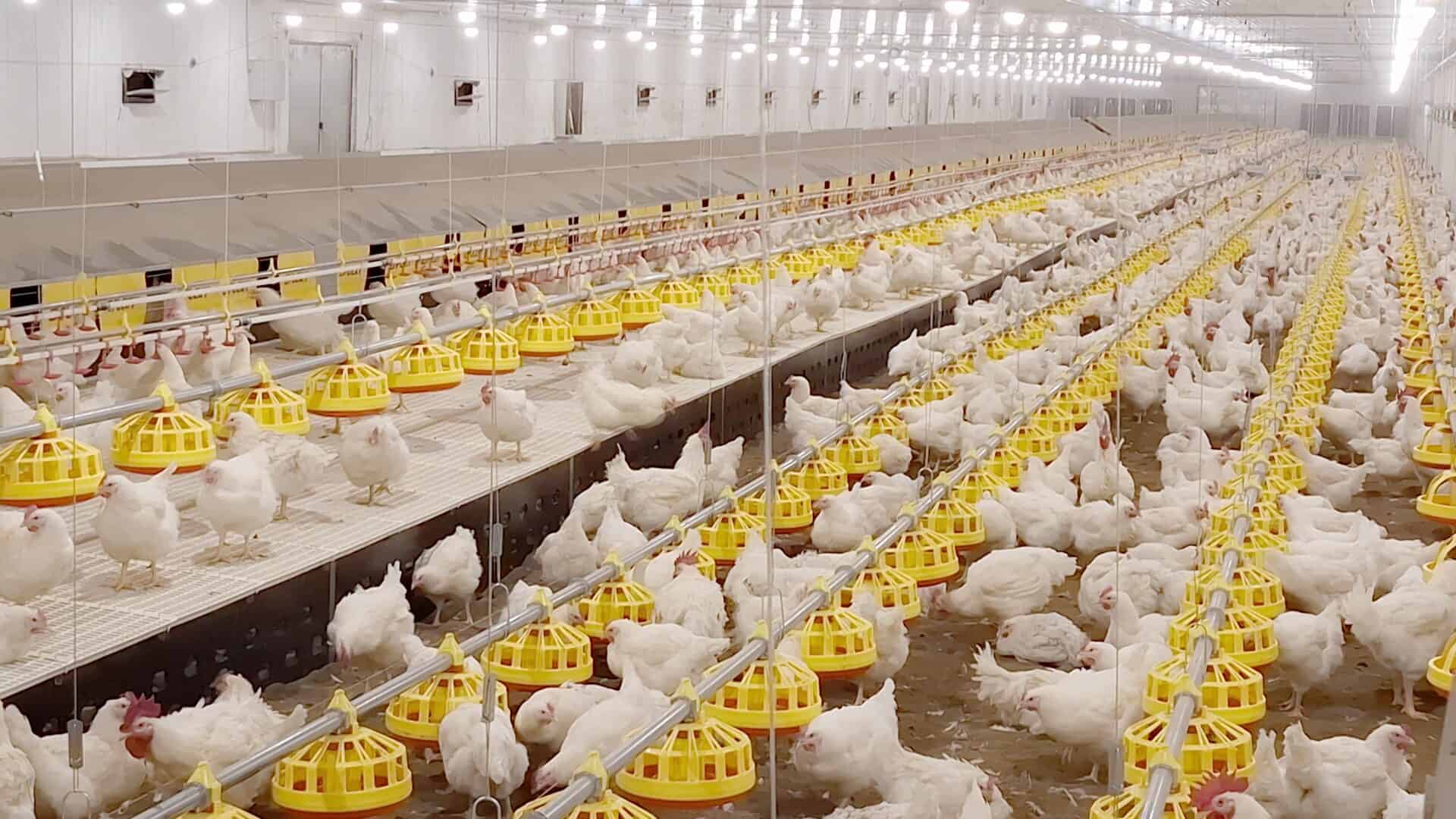 Robins Uzgoj živine I Proizvodnja Jednodnevnih Tovnih Pilica 10