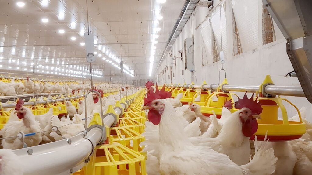 Robins Uzgoj živine I Proizvodnja Jednodnevnih Tovnih Pilica 11