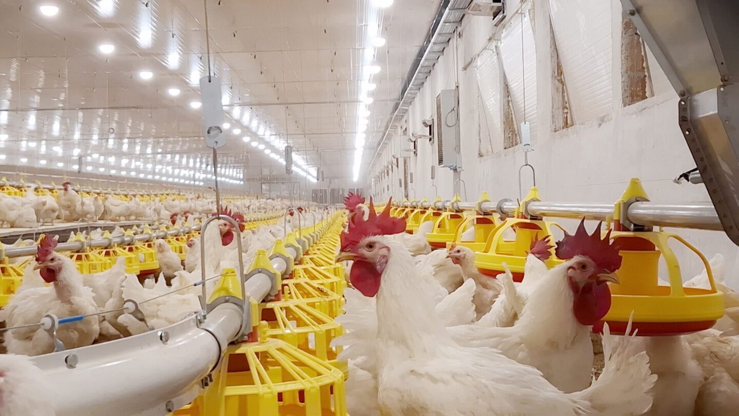 Robins Uzgoj živine I Proizvodnja Jednodnevnih Tovnih Pilica 11