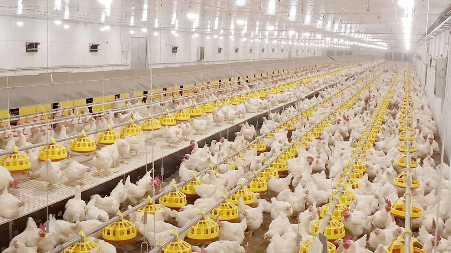 Robins Uzgoj živine I Proizvodnja Jednodnevnih Tovnih Pilica 12