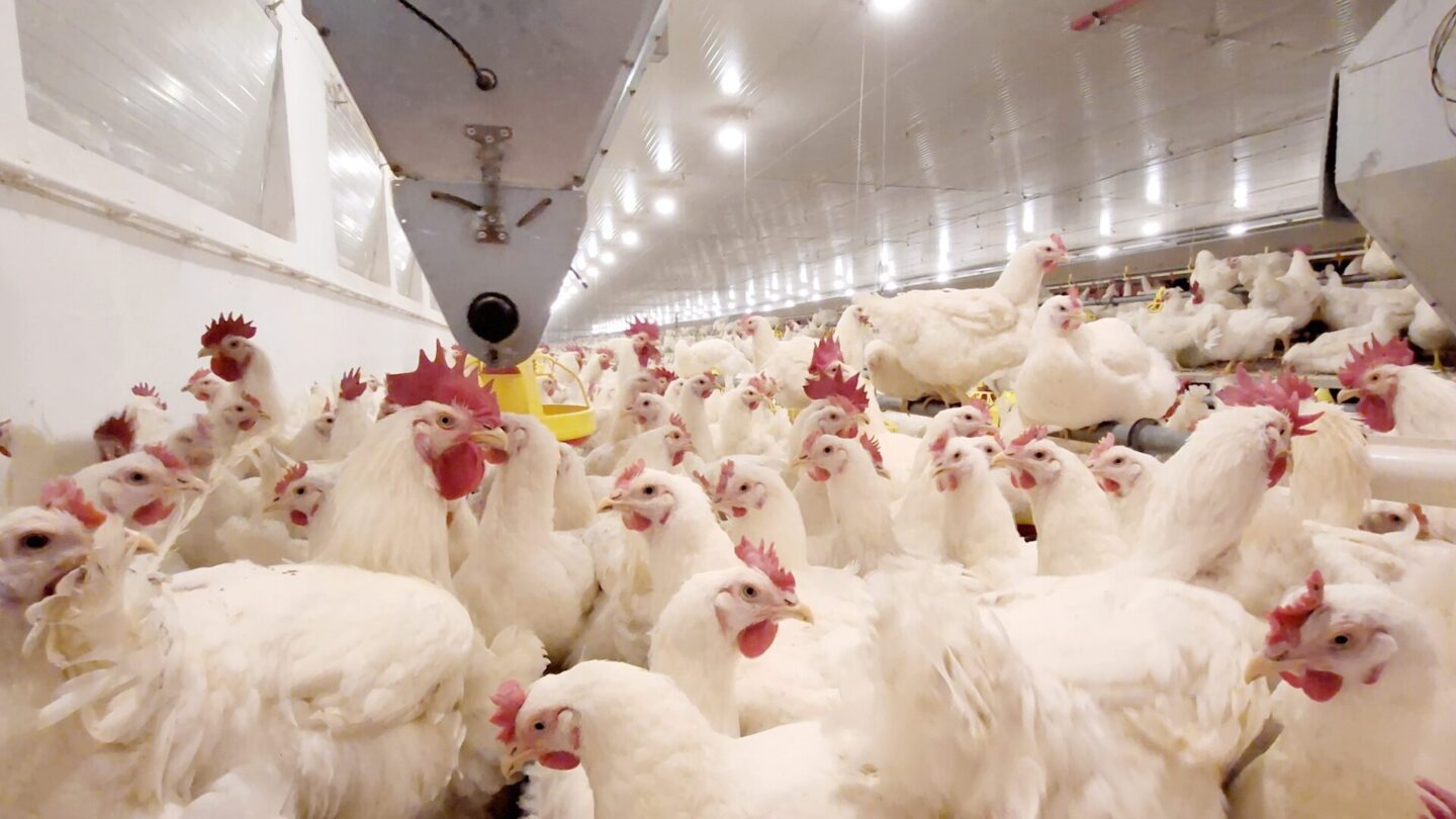 Robins Uzgoj živine I Proizvodnja Jednodnevnih Tovnih Pilica 13