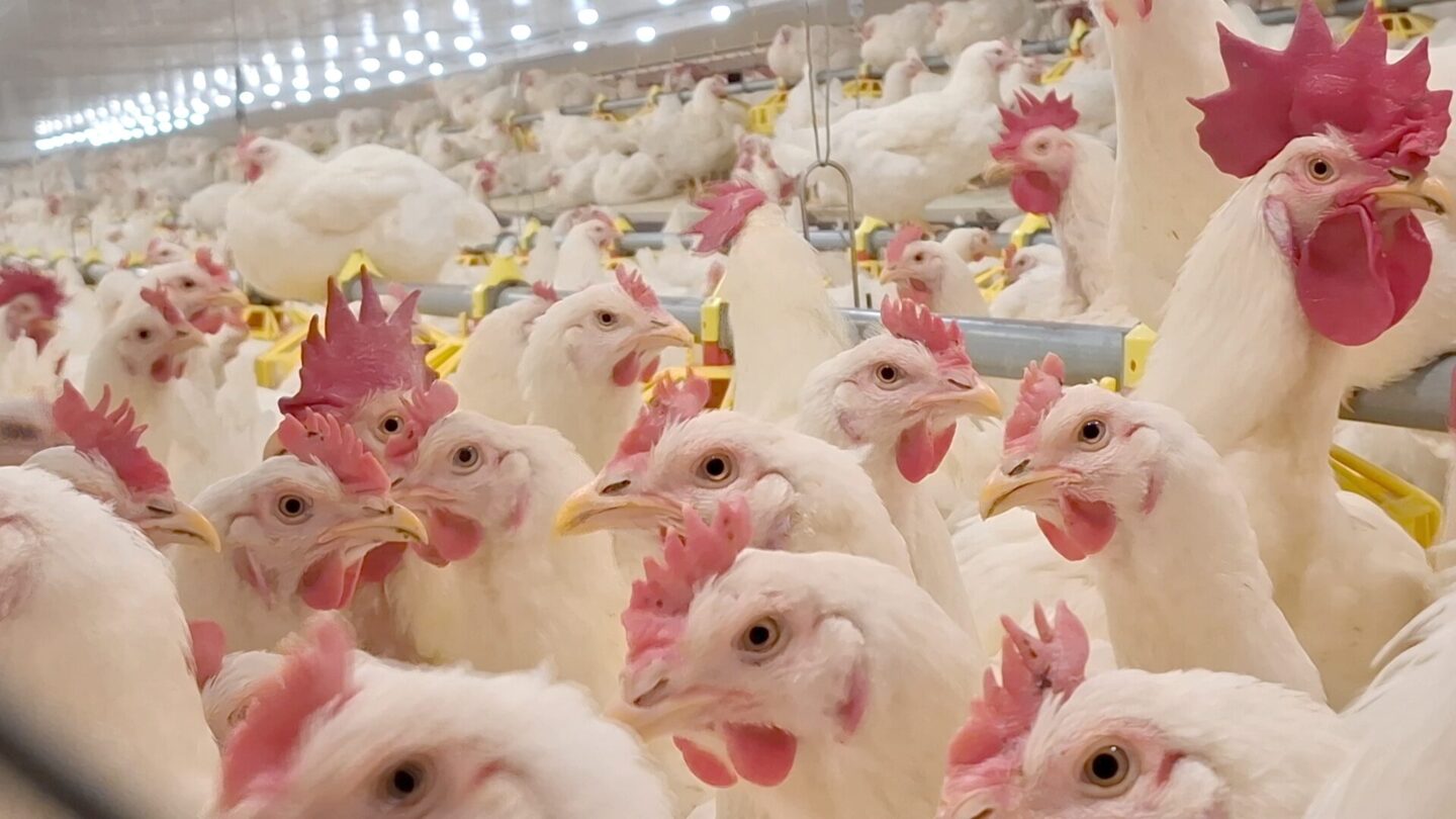 Robins Uzgoj živine I Proizvodnja Jednodnevnih Tovnih Pilica 14