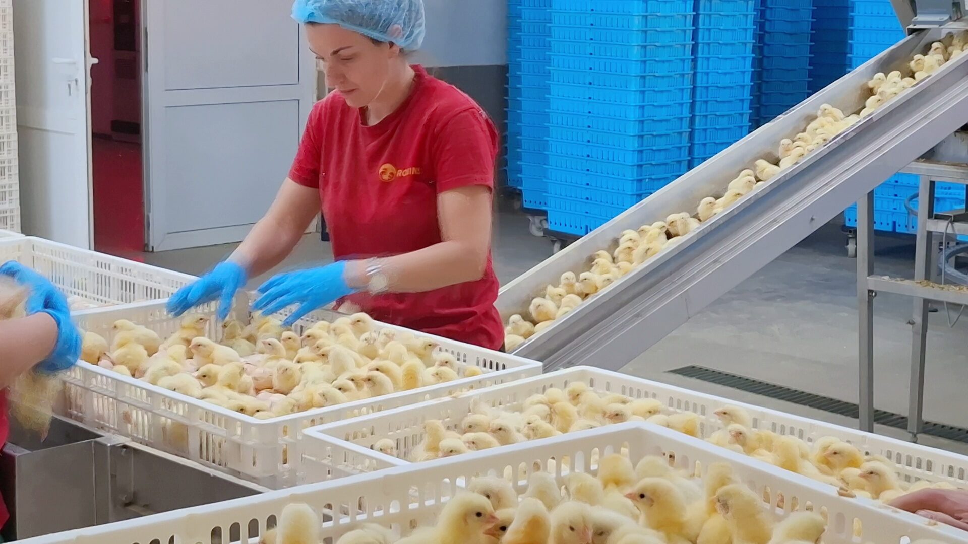 Robins Uzgoj živine I Proizvodnja Jednodnevnih Tovnih Pilica 24