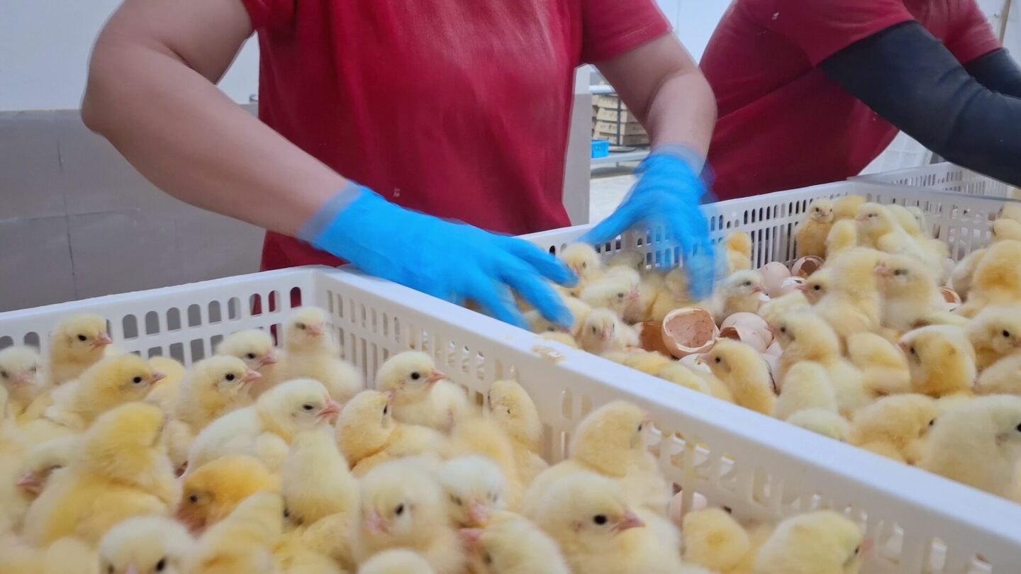 Robins Uzgoj živine I Proizvodnja Jednodnevnih Tovnih Pilica 25