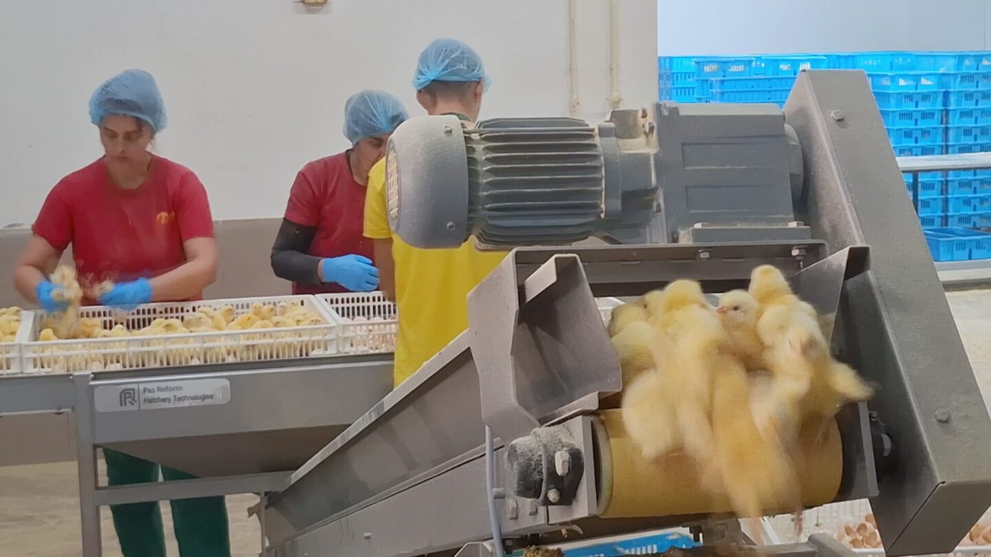 Robins Uzgoj živine I Proizvodnja Jednodnevnih Tovnih Pilica 32