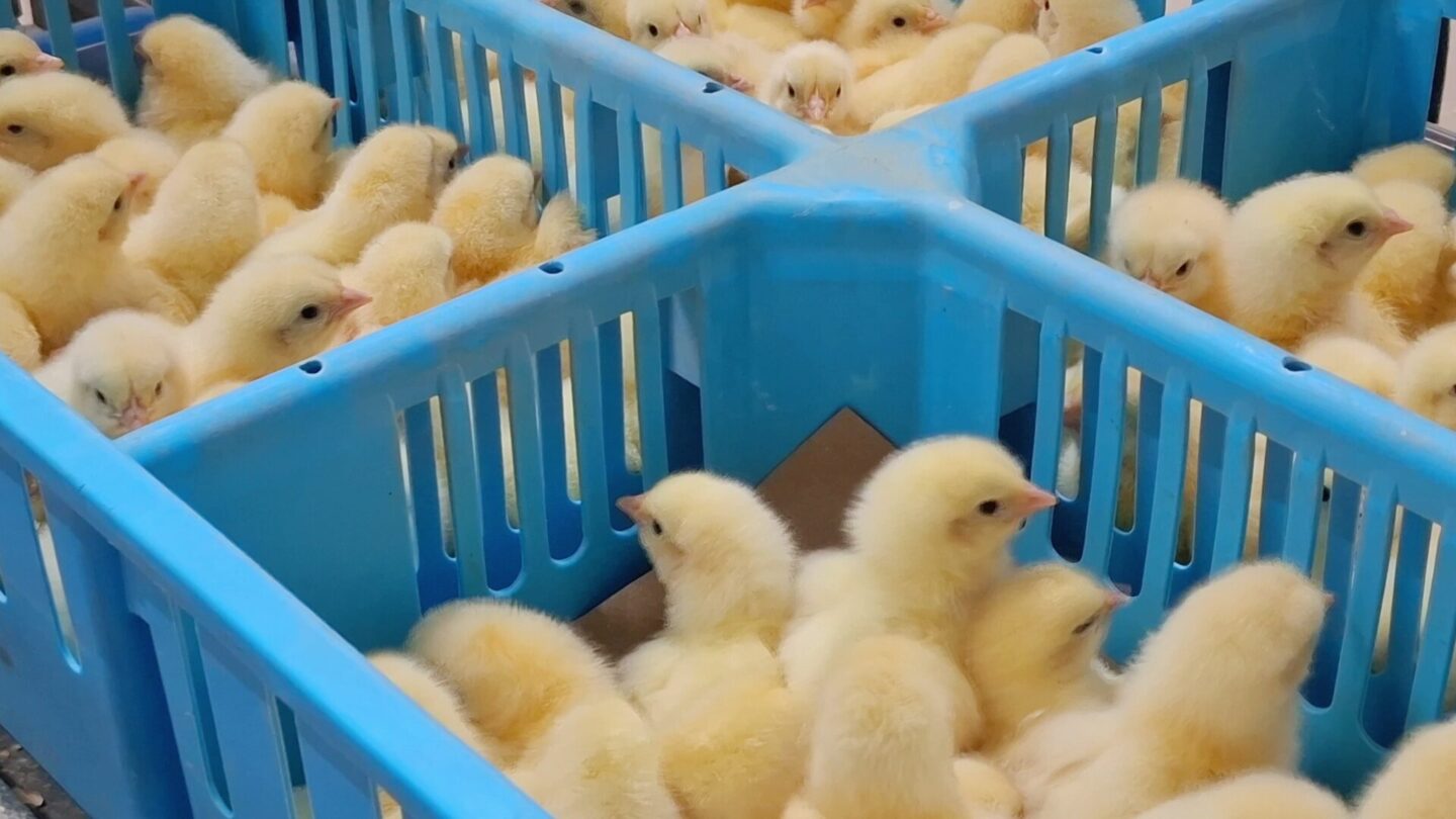 Robins Uzgoj živine I Proizvodnja Jednodnevnih Tovnih Pilica 34