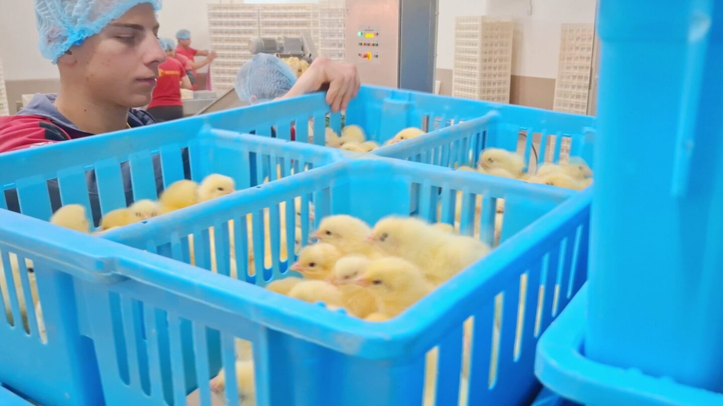 Robins Uzgoj živine I Proizvodnja Jednodnevnih Tovnih Pilica 35