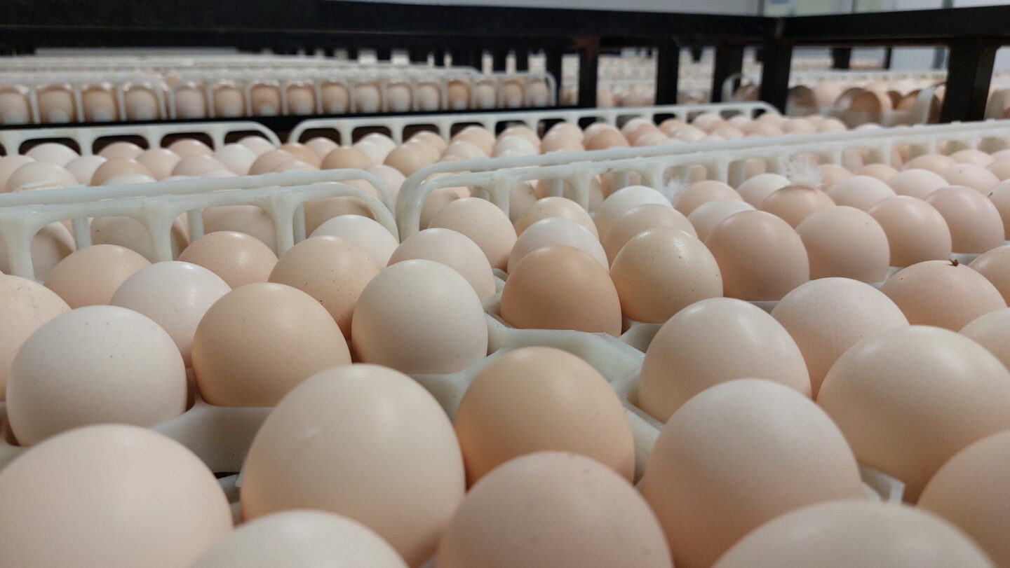 Robins Uzgoj Zivine I Proizvodnja Jednodnevnih Tovnih Pilica Aa1