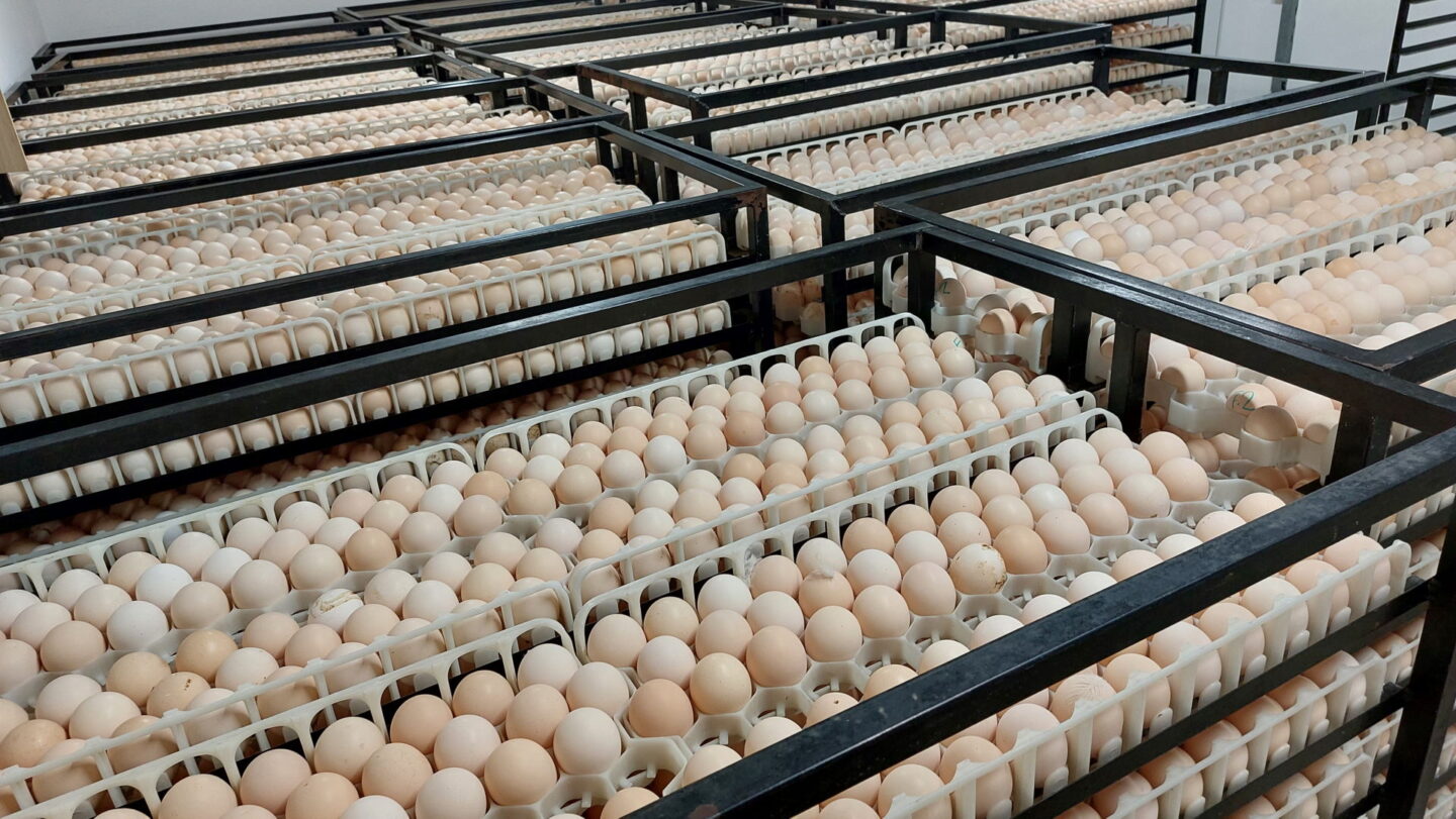 Robins Uzgoj Zivine I Proizvodnja Jednodnevnih Tovnih Pilica Aa2