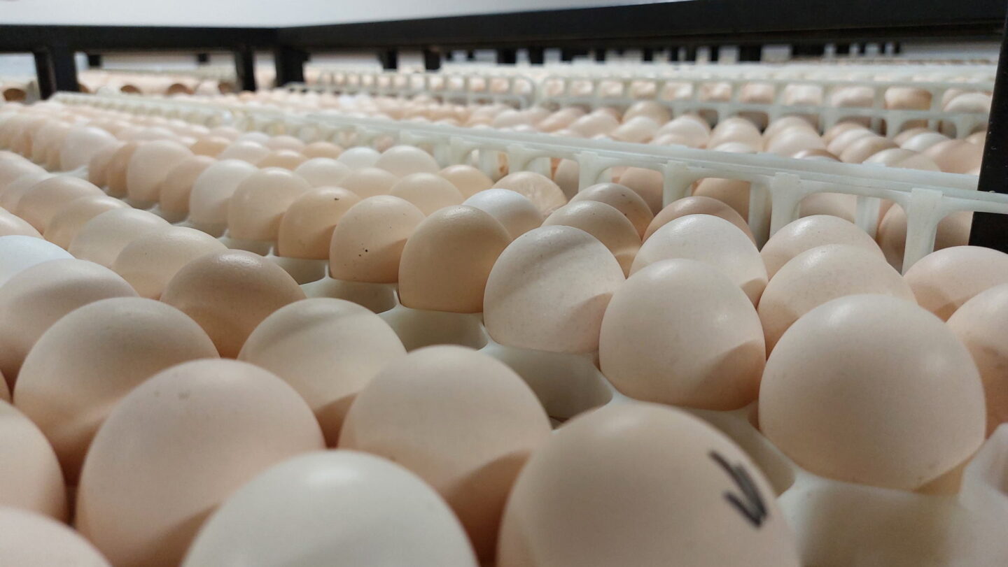 Robins Uzgoj Zivine I Proizvodnja Jednodnevnih Tovnih Pilica Aa3