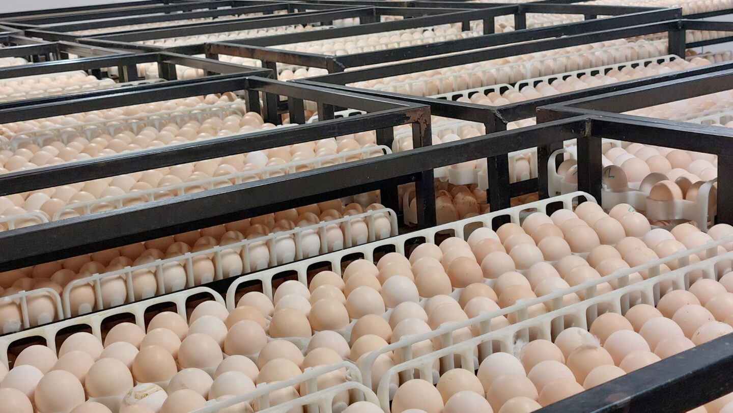 Robins Uzgoj Zivine I Proizvodnja Jednodnevnih Tovnih Pilica Aa5