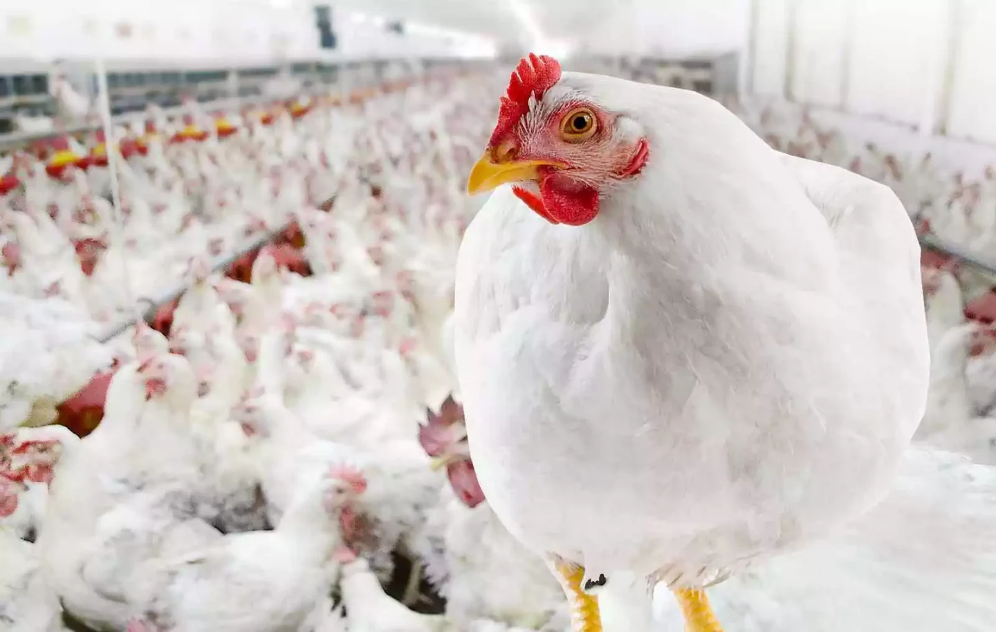 Roditeljsko Jato Robins 11